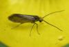 Micropterix calthella
